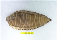 藏品(日本條鰨)的圖片